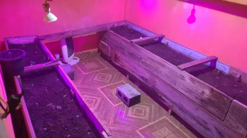 Trio é flagrado em estufa com maconha após tentativa de furto de gado em Ponta Grossa