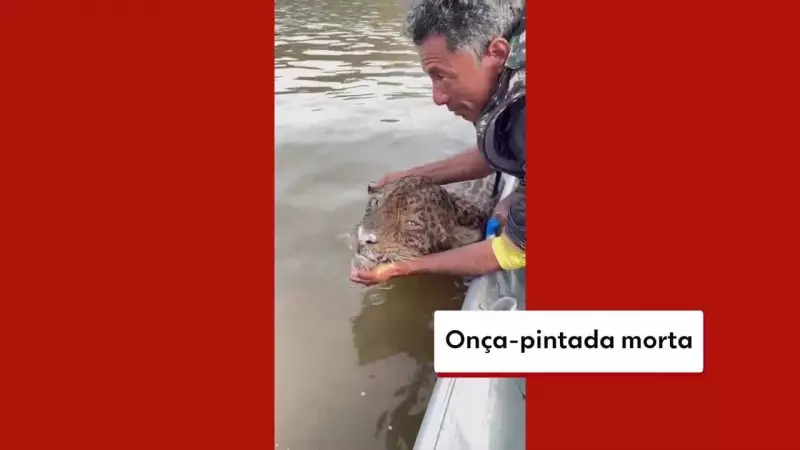 Tristeza no Pantanal: Grupo de Mogi das Cruzes encontra onça-pintada morta em cena chocante