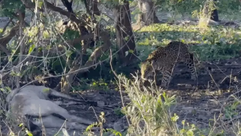 Turistas registram momento raro: onça-pintada se alimentando de cavalo em pousada de MT