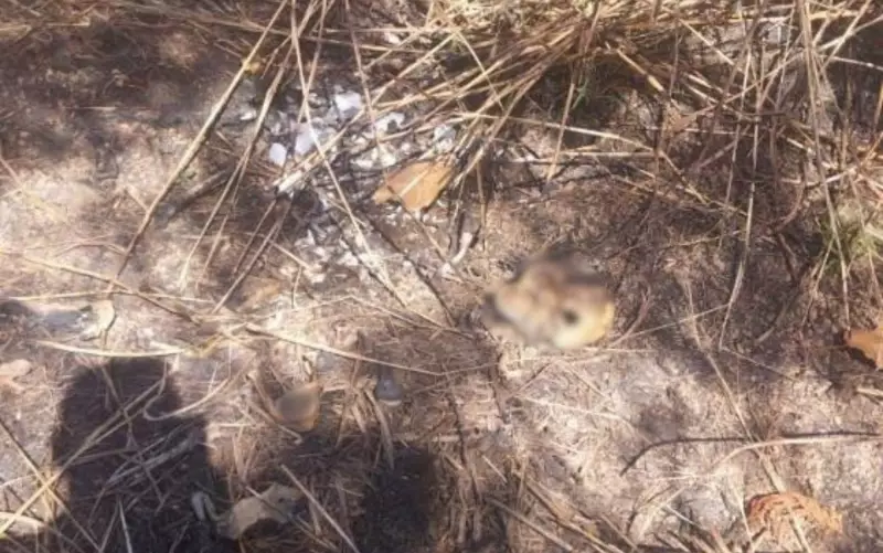 Tutor encontra ossada humana após cachorro trazer osso para casa em Goiás
