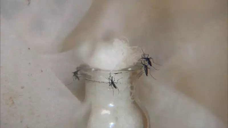Uberlândia já supera número de mortes por dengue em 2025 em comparação com todo o ano de 2024