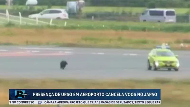 Urso invade aeroporto no Japão e cancela voos: veja o vídeo impressionante!