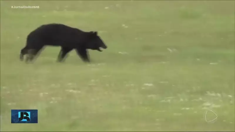 Urso invade aeroporto no Japão e causa cancelamento de voos: veja o que aconteceu