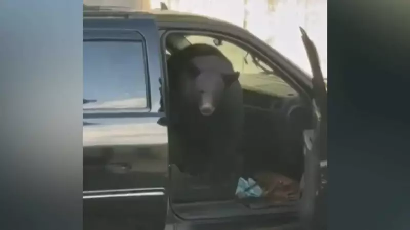 Urso invade carro em busca de comida e tenta abrir outro nos EUA — veja o vídeo