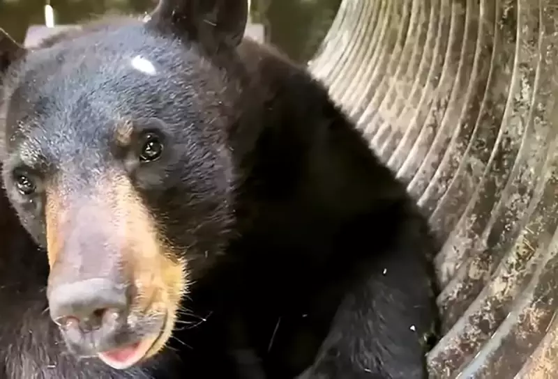 Urso invade lar de idosos nos EUA e é afastado por enfermeira corajosa