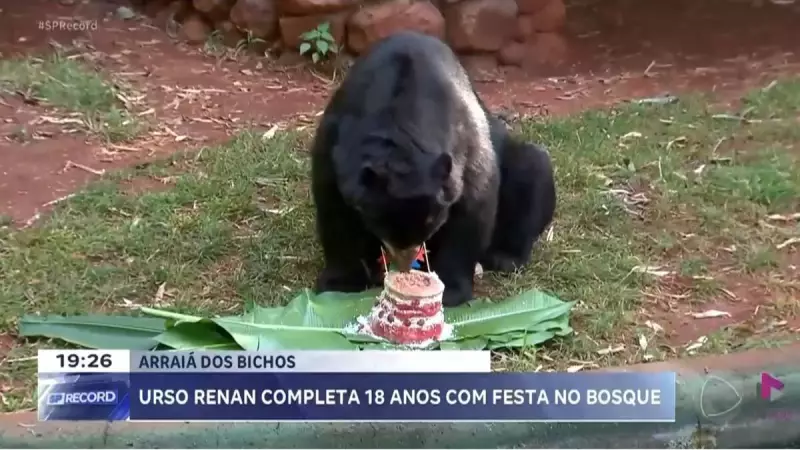 Urso Renan faz 18 anos com festa incrível no Zoológico de Ribeirão Preto