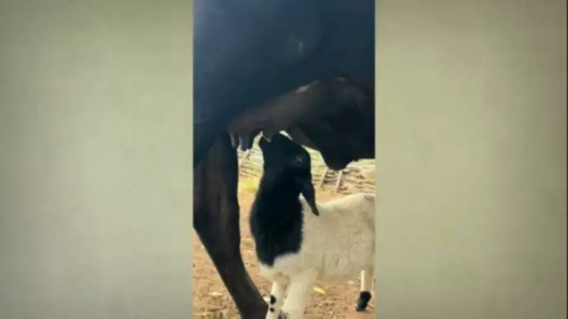 Vaca adota e amamenta cabrito órfão no Piauí: história emocionante de amor animal