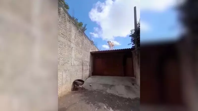 Vaca é flagrada em telhado de casa no interior de SP: veja o vídeo inusitado!
