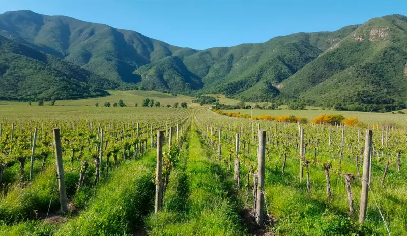Vale do Limari: O terroir chileno que produz vinhos semelhantes aos Chablis franceses