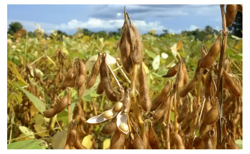 Vazio sanitário começa em MT: 90 dias sem cultivo para evitar praga devastadora
