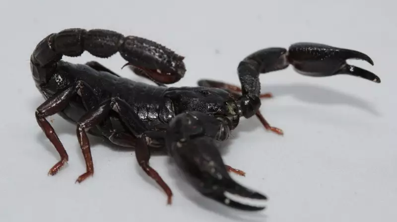 Veneno de escorpião amazônico pode destruir células de câncer de mama, revela estudo