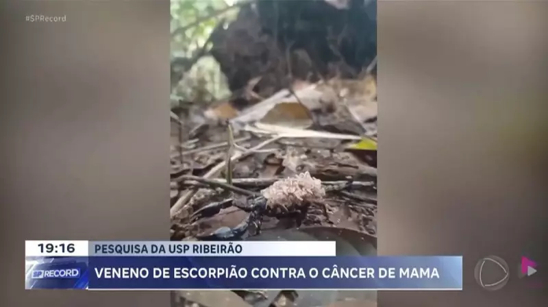 Veneno de escorpião amazônico pode revolucionar tratamento do câncer de mama