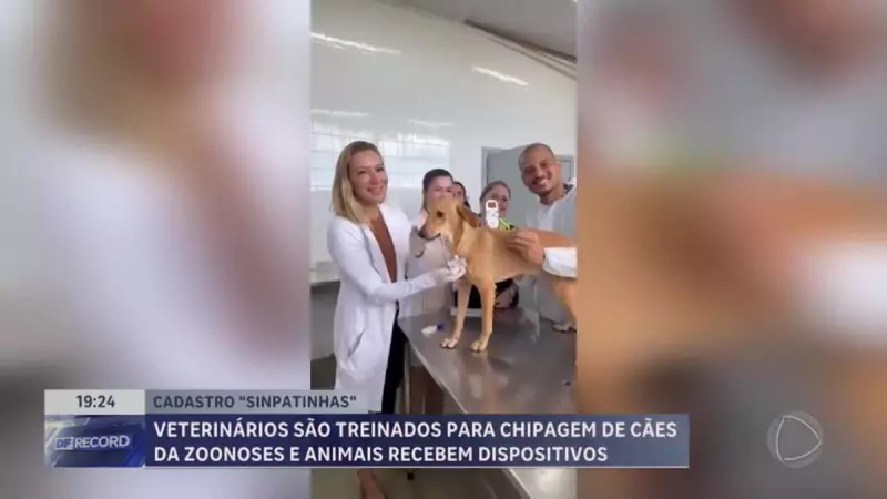 Veterinários do DF recebem capacitação para implantar microchips em cães: saiba como isso impacta a segurança dos pets