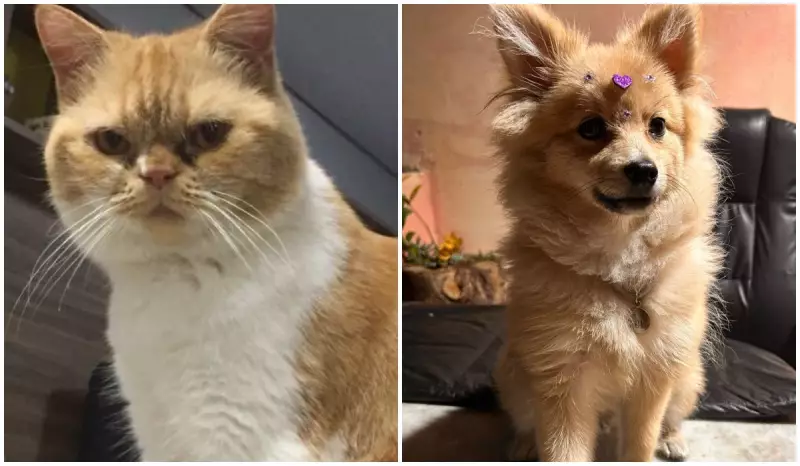 Vídeo de cães e gatos fazendo saltos ornamentais é fake! Imagens foram criadas com IA