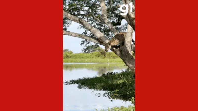 Vídeo impressionante mostra onça-pintada atacando jacaré no Pantanal de MT