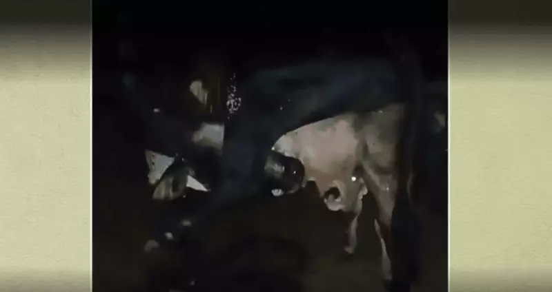 Vídeo impressionante: vaca compete com bezerro para mamar na própria teta — entenda o comportamento