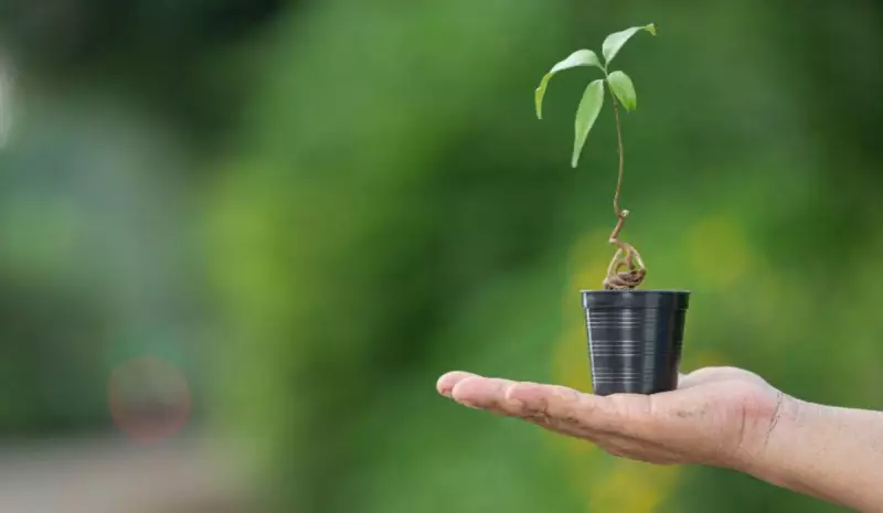 Vila Velha inicia projeto ambicioso de plantio de 50 mil mudas em unidade de conservação