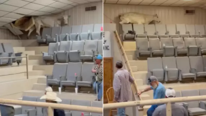 Viração inusitada: Vaca escala cadeiras e quebra teto em tentativa de fuga de leilão nos EUA — Veja o vídeo!