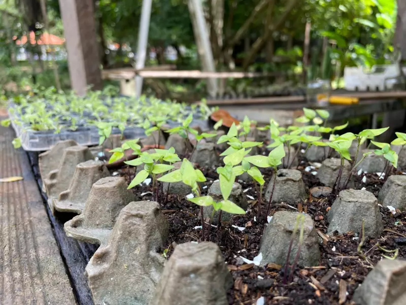 Viveiro do Parque da Cidade: Como Santarém está combatendo a crise climática com arborização urbana