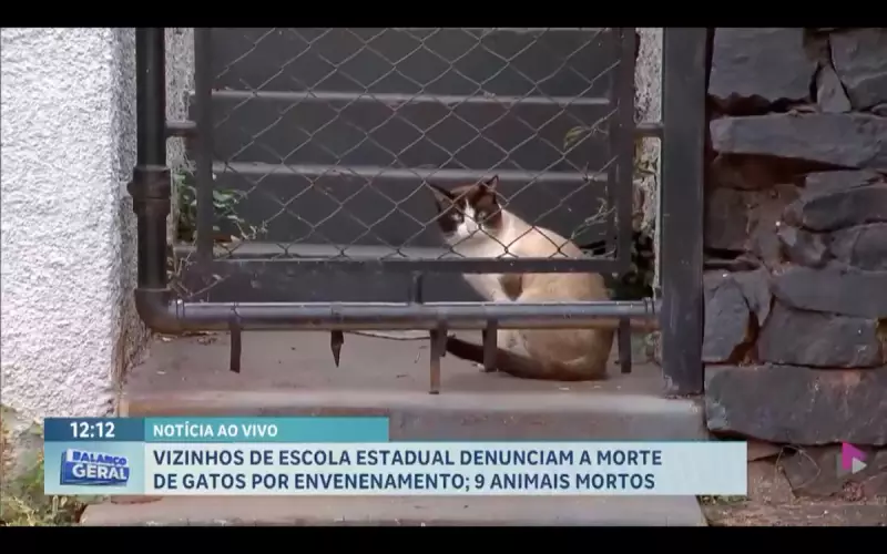 Vizinhos denunciam envenenamento de gatos em escola estadual de Bonfim Paulista