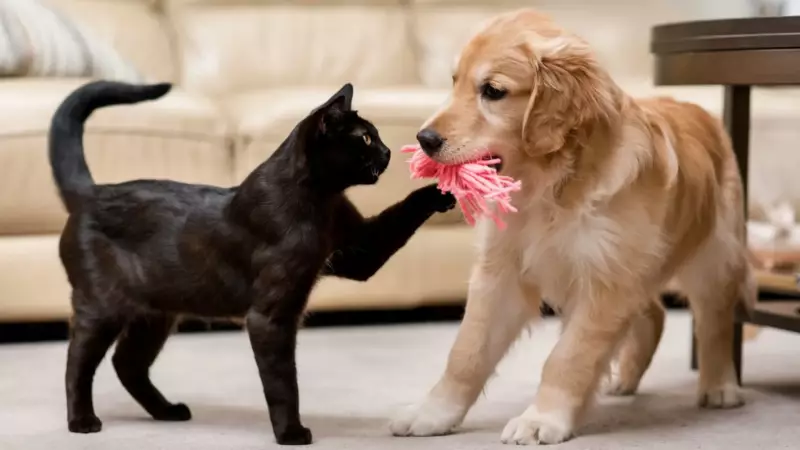 Você é um gato preto ou um golden retriever no seu relacionamento? Descubra o seu perfil amoroso!