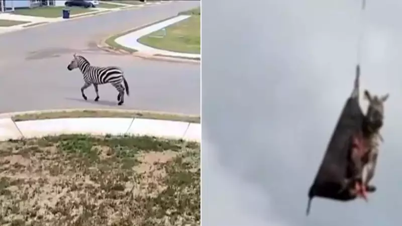 Zebra fugitiva é capturada após uma semana de aventura nos EUA — veja os detalhes!