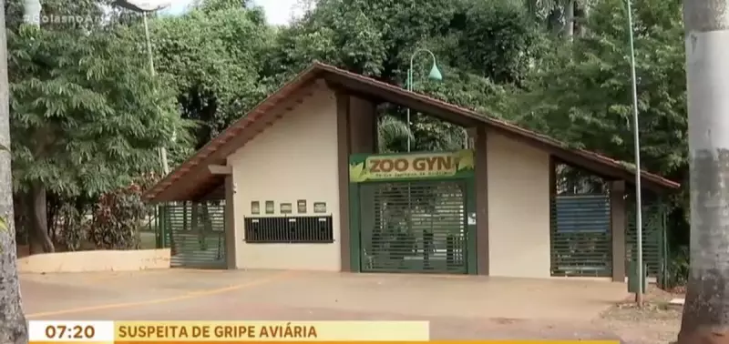 Zoológico de Goiânia é fechado após morte de cisne com suspeita de gripe aviária: entenda o caso