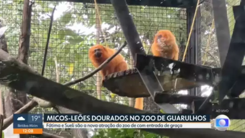 Zoológico de Guarulhos ganha novas moradoras: Fátima e Sueli, micos-leões-dourados resgatados do tráfico