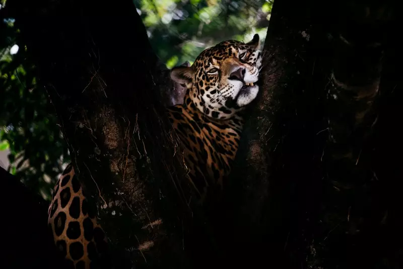 Zoológico de Volta Redonda oferece visitas noturnas em julho: saiba como participar