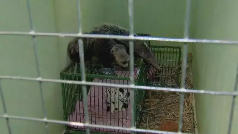 Zoológico no interior de SP aquece animais com cobertores, aquecedores e até ursinhos de pelúcia durante onda de frio