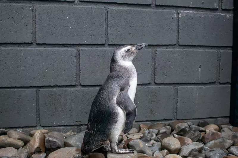29 pinguins mortos em praias do Litoral Norte de SP: entenda as causas
