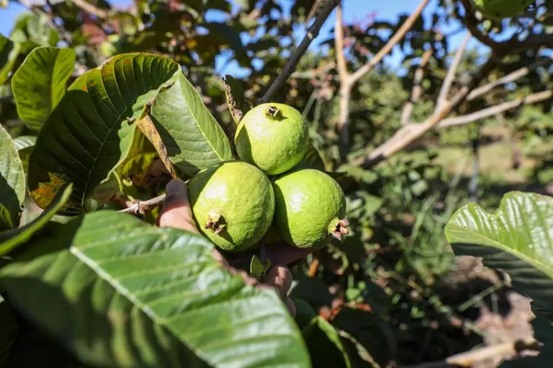 Agronegócio do DF dispara em 2024: frutas, flores e pecuária movimentam R$ 5,8 bilhões