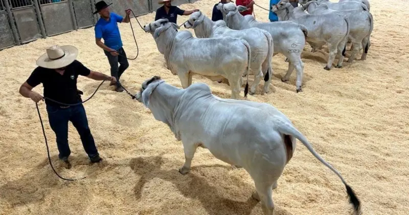Agroponte 2025 em Criciúma: Equoterapia, Julgamento de Raças e Negócios no Agronegócio