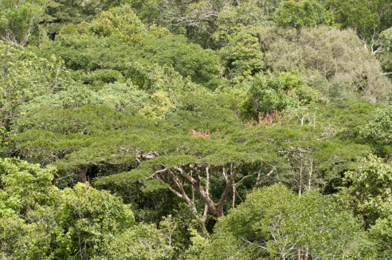 Amazônia em crise: secas frequentes ameaçam ciclo da água e liberam carbono
