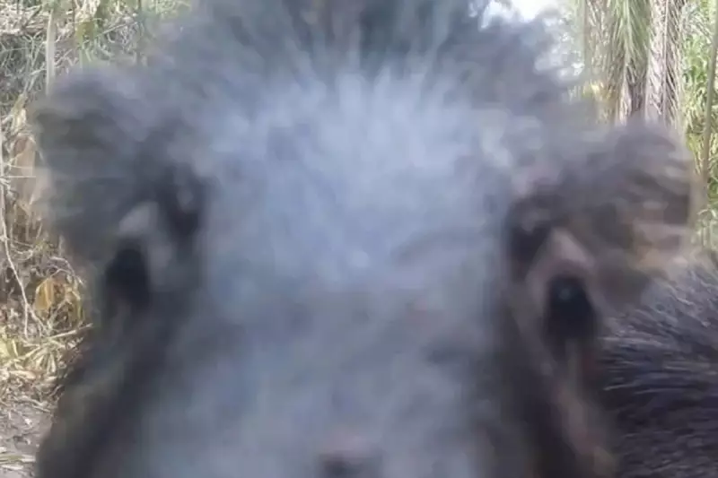 Animais do Pantanal de MS surpreendem ao interagir com câmeras camufladas; veja o vídeo!