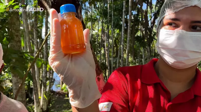 Apicultores do Amazonas ganham suporte para impulsionar venda de mel como renda extra
