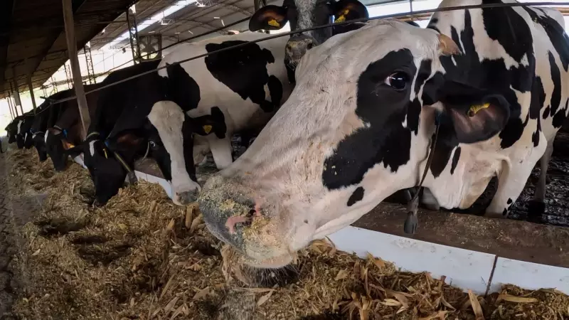 Aplicativo Vigia Vacas: tecnologia que monitora saúde, fertilidade e aumenta produção no agronegócio