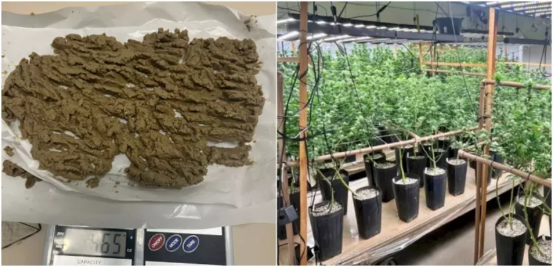 Apreensão de maconha de alta qualidade em Florianópolis: 285 pés encontrados em estufa caseira