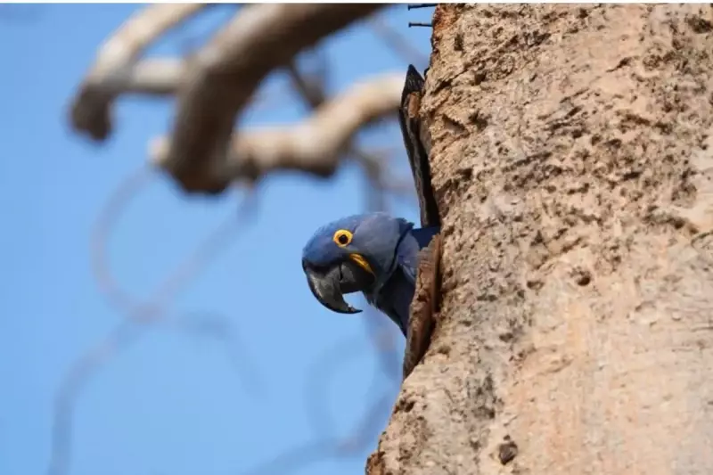 Arara-azul é oficializada como ave símbolo de Mato Grosso do Sul: saiba mais sobre essa joia da biodiversidade