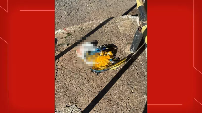 Arara-canindé é encontrada morta em Taguatinga: vídeo choca ao mostrar ave sendo depenada por homem