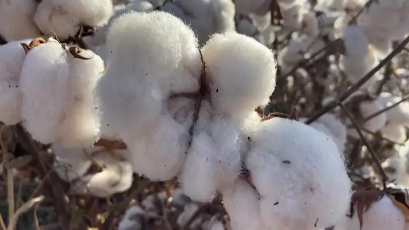 Área plantada de algodão deve crescer em 2025, aponta relatório da Abrapa