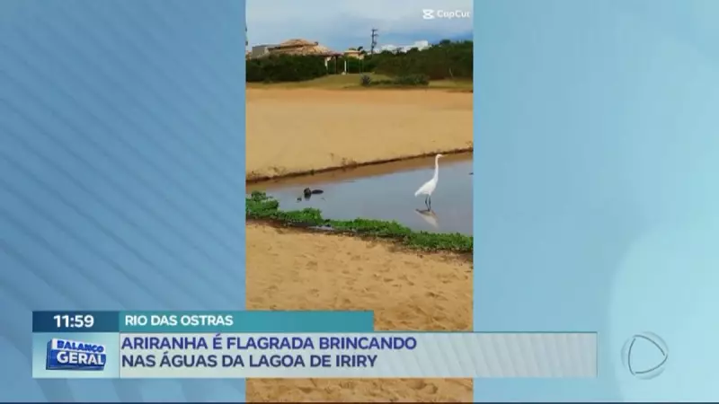 Ariranha é flagrada brincando nas águas da Lagoa de Iriry em Rio das Ostras — Veja o vídeo!