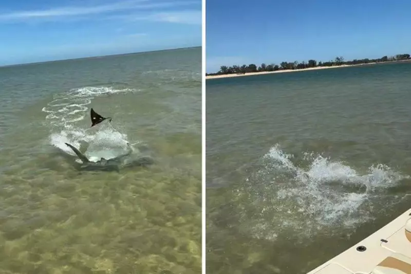 Arraia salta sobre a água em fuga espetacular de tubarão-martelo — veja o vídeo!