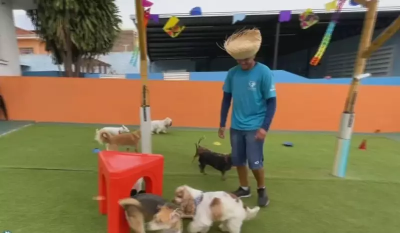 Arraial Pet: Comida típica, trajes caipiras e diversão garantida para os animais no interior de SP