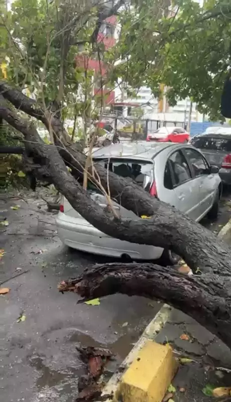 Árvore desaba sobre carro no Rio Vermelho: veja o que aconteceu