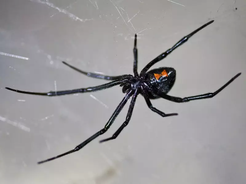 As 3 aranhas mais venenosas de Rondônia: especialista revela riscos e como evitar acidentes