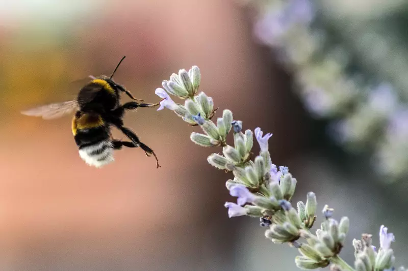 Ataque de abelhas deixa 24 feridos em cidade francesa: caos e pânico nas ruas