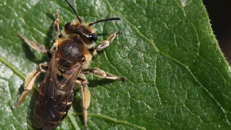 Ataque de abelhas deixa 24 feridos na França; três estão em estado grave