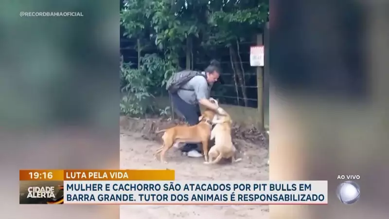 Ataque de pit bulls assusta moradores no interior da Bahia: mulher e cachorro são vítimas