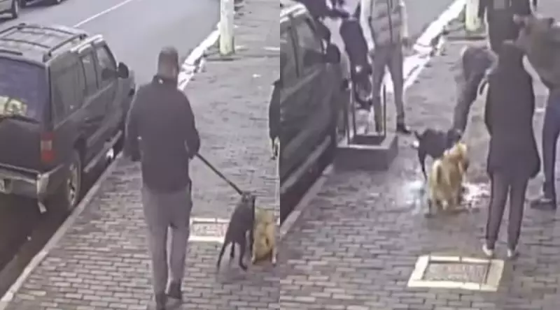 Ataque de Pitbull a Shar-Pei choca moradores na Zona Oeste de São Paulo